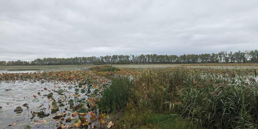 A photo taken at the Chronolog at Wyandot Wetland Meadows Preserve Barnes Addition