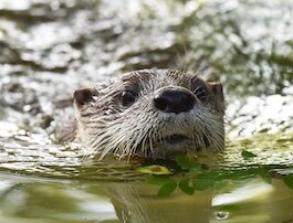 otterlist