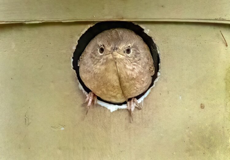 A house Wren peeks out from a box at Old Woman Creek National Estuarine Research Reserve and State Nature Preserve.