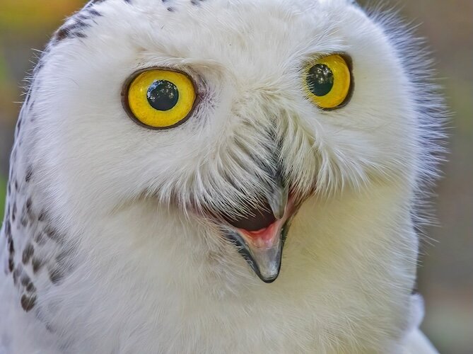 A Snowy Owl appears to smile during a photography fundraiser at Back to the Wild rehabilitation Center.