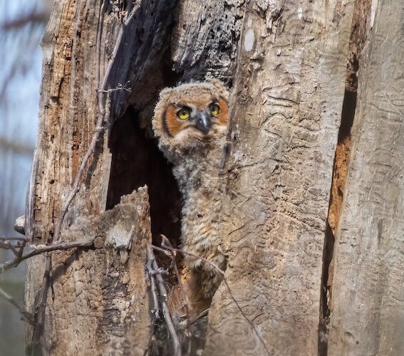 A juvenile Great-horned owl peeks out from its nesting tree at Sheldon Marsh State Nature Preserve.