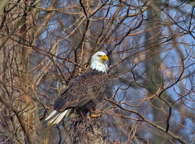 A Bald Eagle rests in a tree at Old Woman Creek National Estuarine Research Reserve and State Nature Preserve.