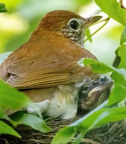 A newly-hatched Wood Thrush peeks out under its mom in the nest at Sheldon Marsh State Nature Preserve.