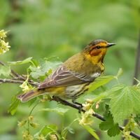 warbler