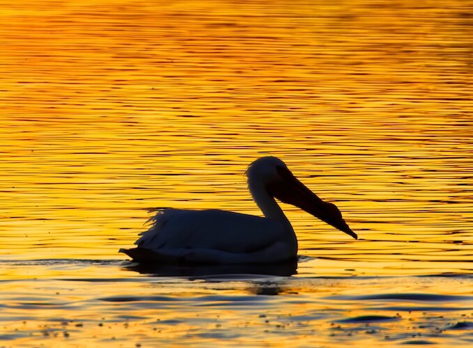 An American White Pelican swims in Sandusky Bay as the setting sun reflects off the water.