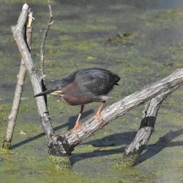 A green heron at Sheldon's Marsh