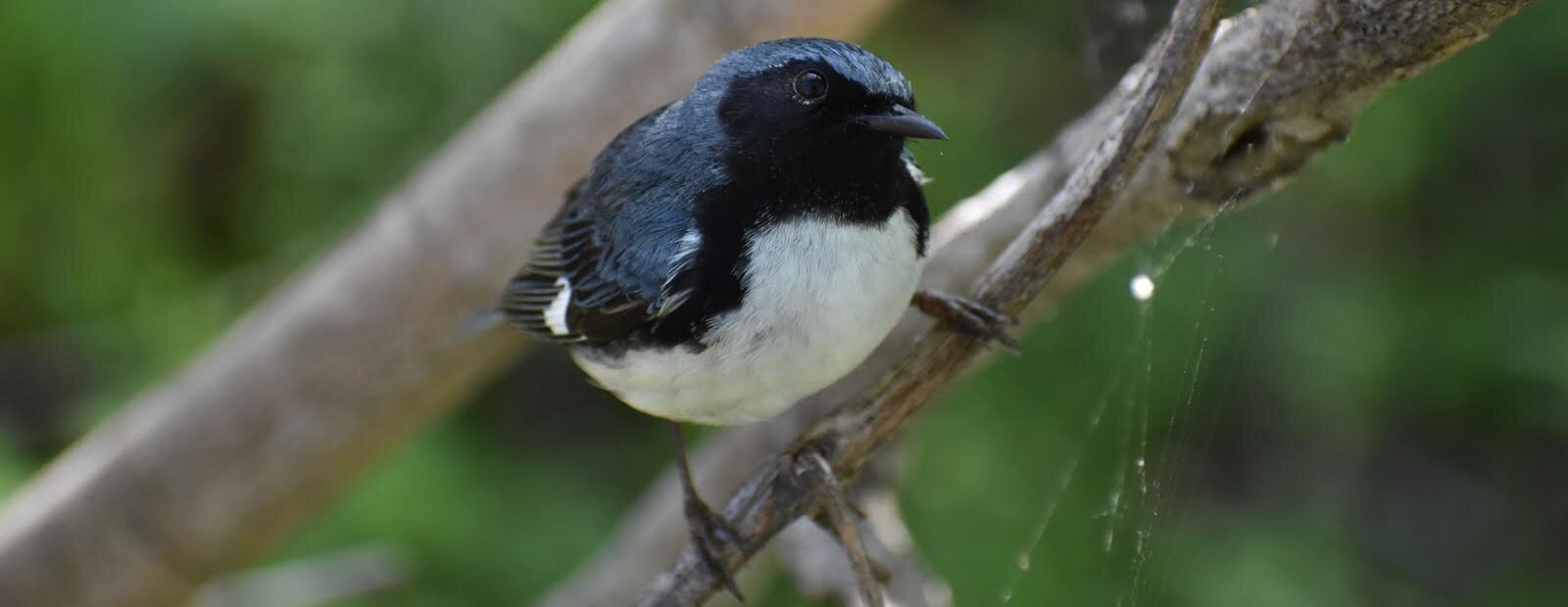 The Biggest Week in Birding lands in Northwest Ohio