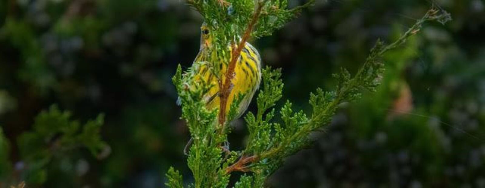 Fall warblers are making their way back through our area as they head to their winter homes. This Cape May Warbler is doing a bad job of hiding.