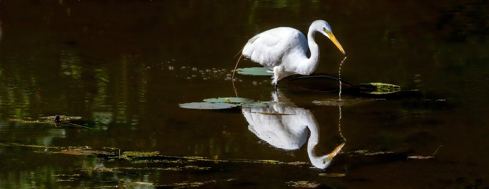 A Great Egret looks for fish at Old Woman Creek state Nature Preserve.