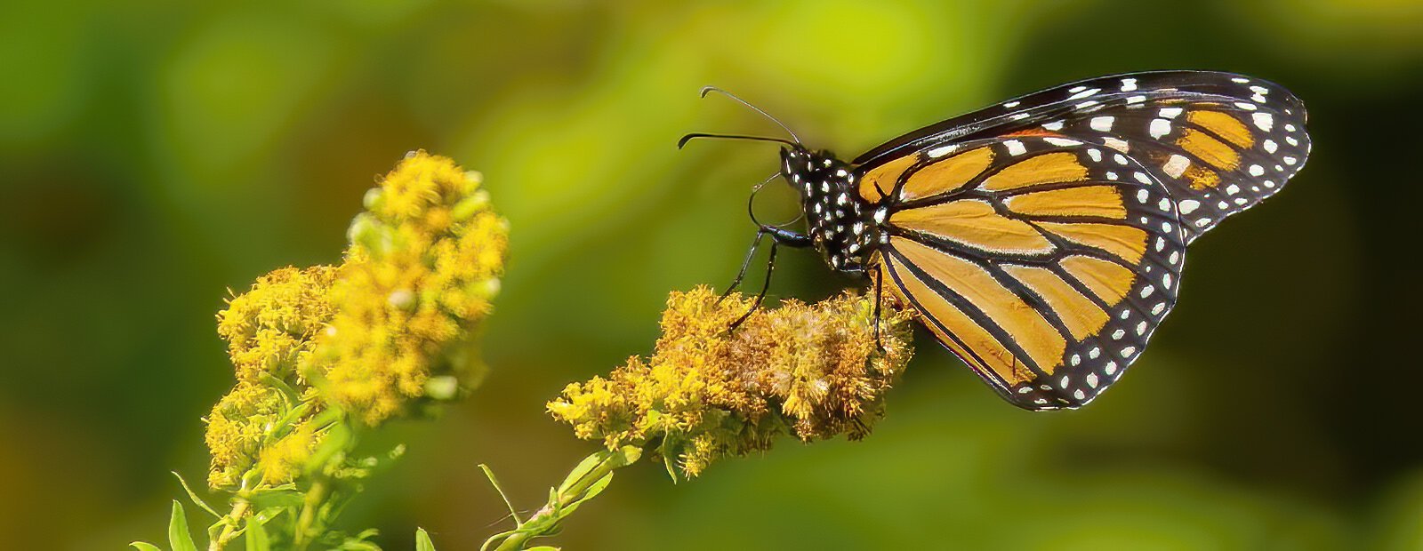  A monarch butterfly lights on a goldenrod plant at Sheldon Marsh State Nature Preserve. 