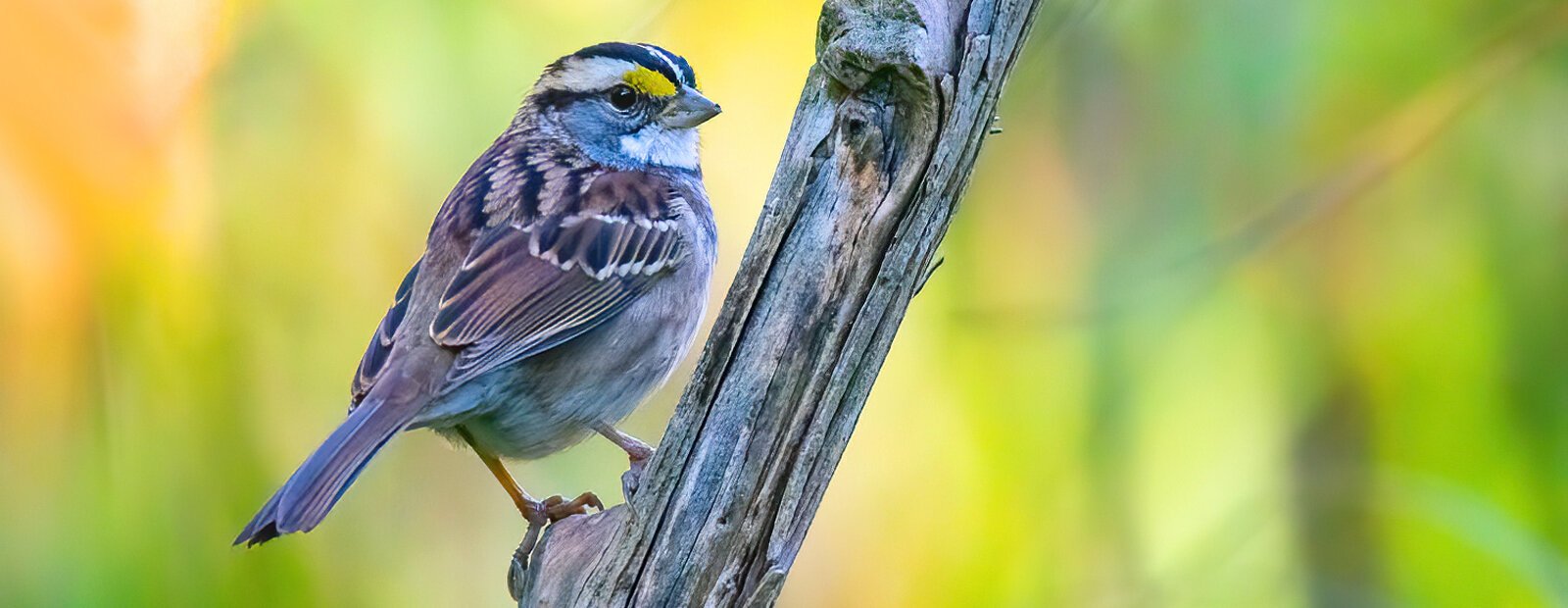 A White-throated Sparrow at East Sandusky Bay MetroPark Eagle Point.