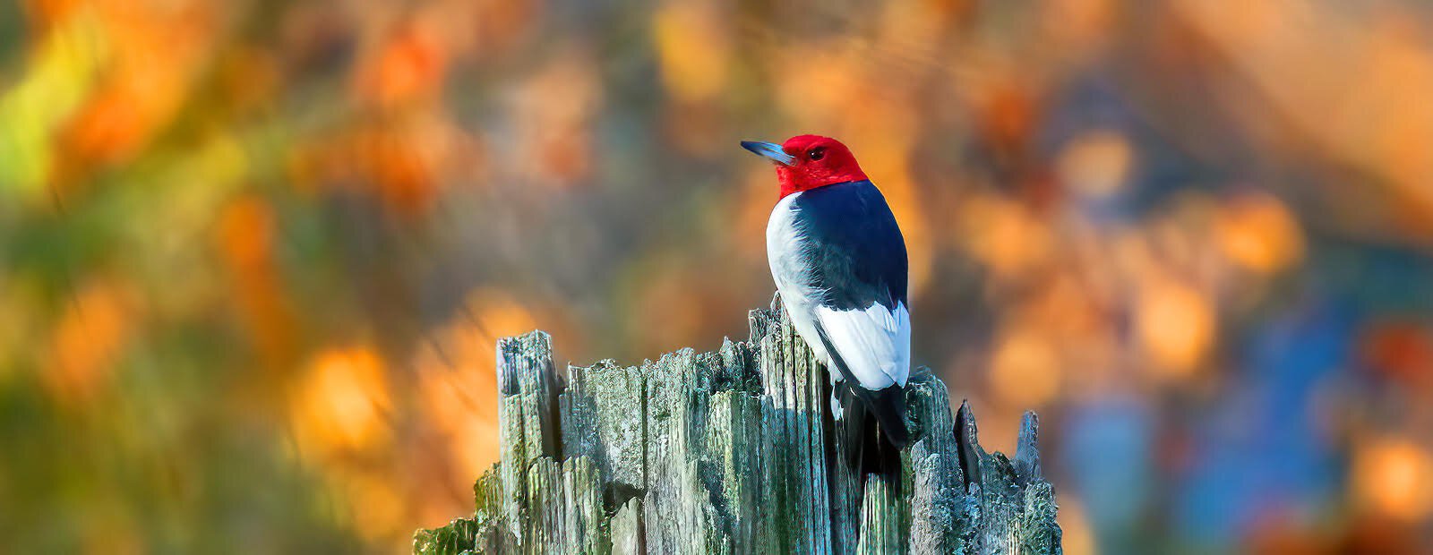 A Red-headed Woodpecker at Old Woman Creek National Estuarine Research Reserve and State Nature Preserve.