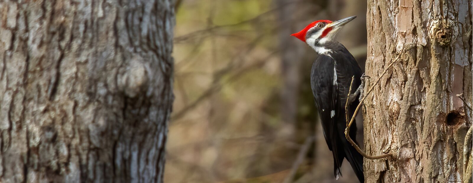 A Pileated Woodpecker at Old Woman Creek National Estuarine Research Reserve and State Nature Preserve.