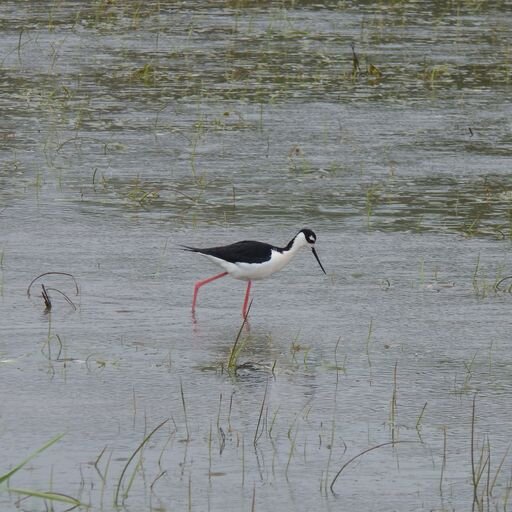 The Biggest Week in Birding lands in Northwest Ohio