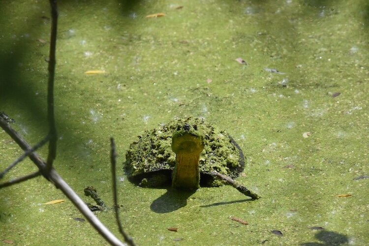 Blanding’s are most often found in the Lake Erie marshes, sitting on logs or sticking their heads out of shallow waters. 