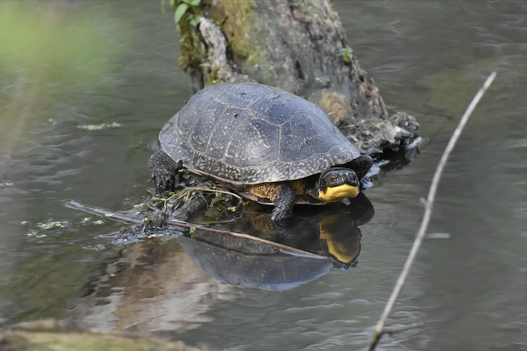 The Blanding's turtle is a charismatic species that tends to endear itself to nature enthusiasts who are willing to help.