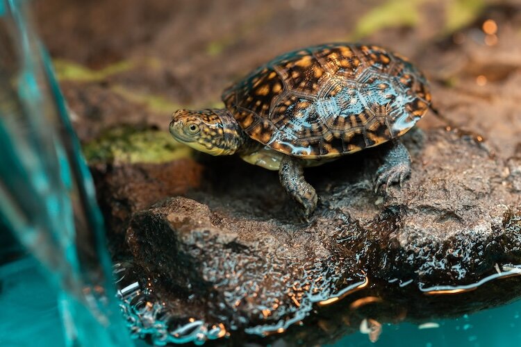 Researchers don’t know for sure how long the turtles live. In the future, having long-term tracking data should be able to help them determine that.