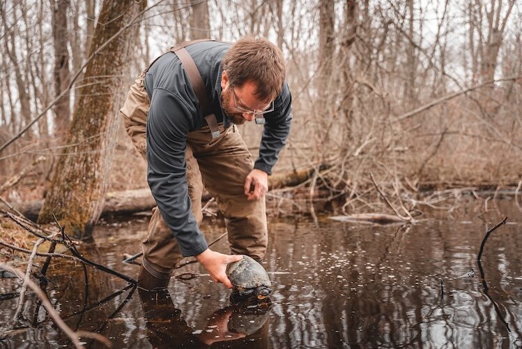 Matt Cross of the Toledo Zoo participates in fieldwork with a Blanding's turtle.