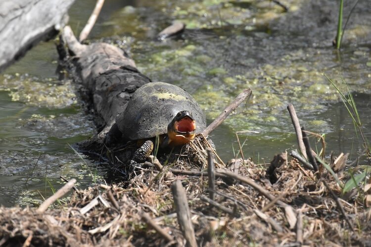 A Blanding's turtle yawns at Magee Marsh in May.