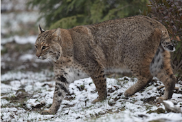 bobcat3