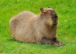 caybaralist