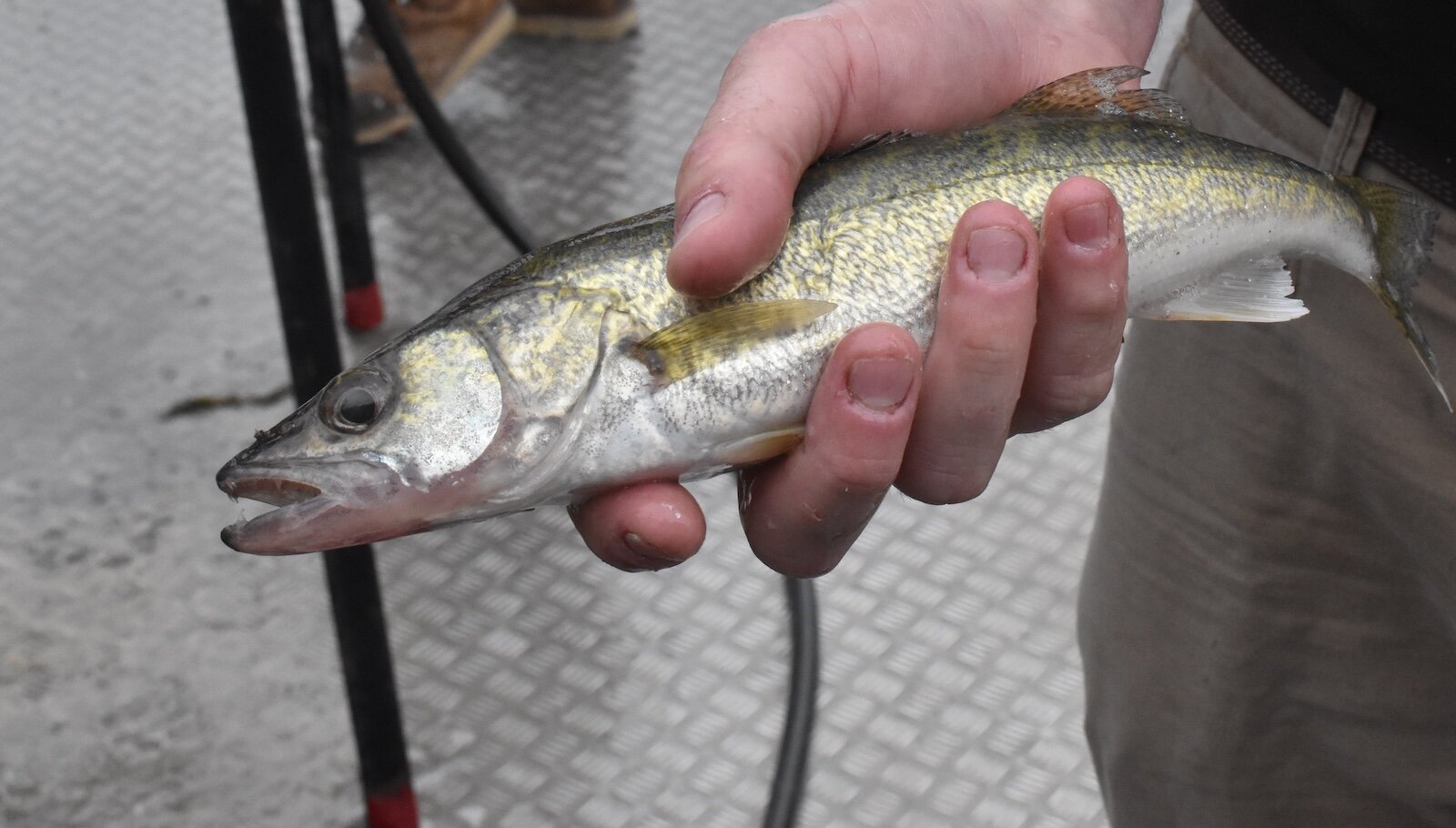 A fisheries biologist holds a walleye caught during the trawl on Sandusky Bay during Fish Ohio Day, June 25, 2024. 