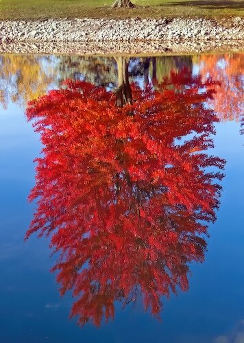 A maple tree has a perfect reflection off the pond at the James H McBride Arboretum.