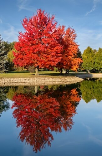 Two vibrant maple trees show their colors at the James H. McBride Arboretum.