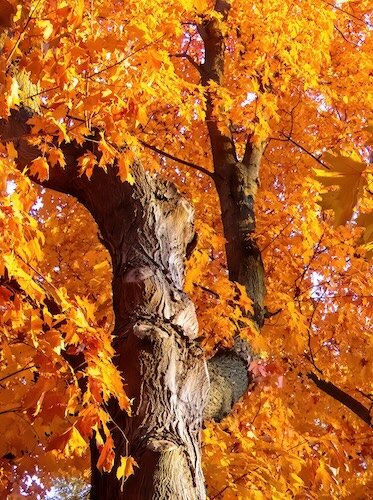 One of the large maple trees near the entrance of Stockdale Arboretum at the Community Foundation Preserve at Eagle Point.