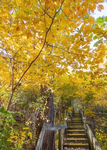 Tree-lined steps on a walkway at Old Woman Creek National Estuarine Research Reserve and State Nature Preserve.