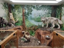 lakeerietaxidermylist