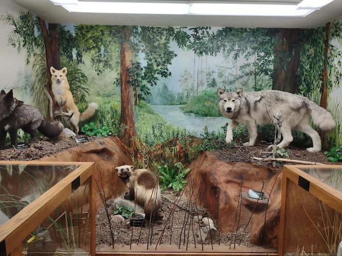 Taxidermy is one draw of the Lake Erie Islands Nature & Wildlife Center.