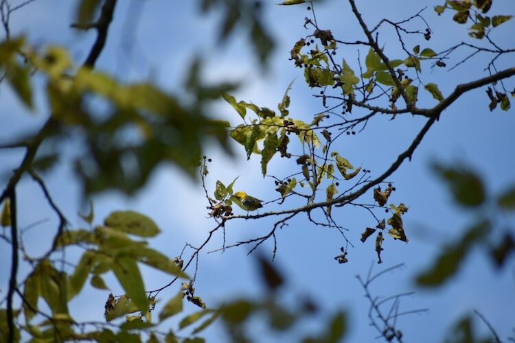 A black-throated Green Warbler at Scheeff East Point Preserve on South Bass Island. The Lake Erie islands serve as a crucial rest stop for migrating warblers and other shorebirds in the spring and fall.