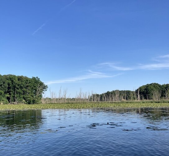 On the guided canoe tours, paddlers see the wider wetlands, as well as the narrow portions of the creek that wind through trees and marsh areas. 